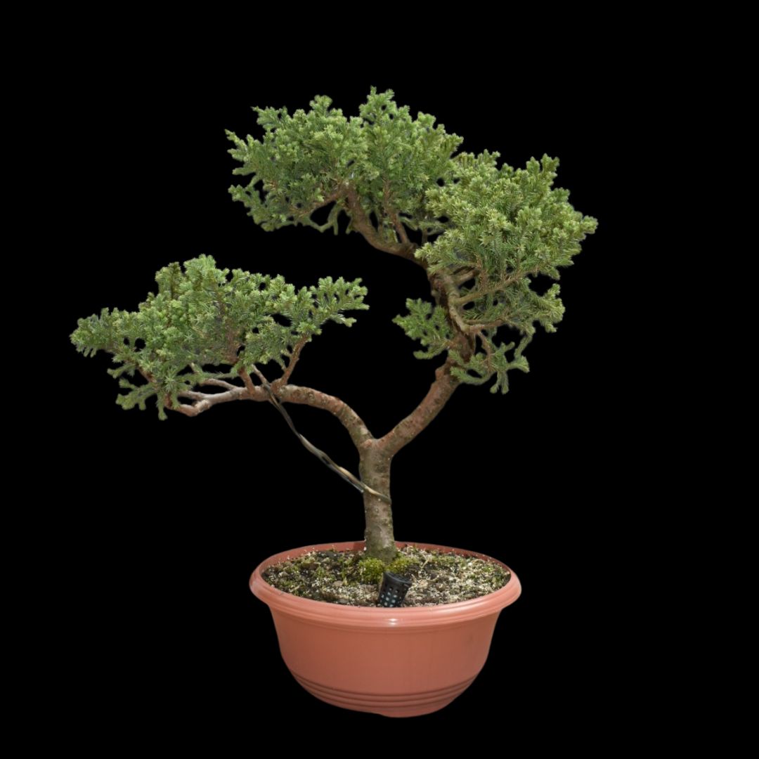 Junípero Legado Bonsai, estilo erguido